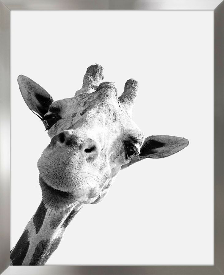 Képek, Tükrök - ARS LONGA Obraz giraffe 43x53 - ARS-15-29-201-6077 Képek, Tükrök - ARS LONGA Obraz giraffe 43x53 - ARS-15-29-201-6077